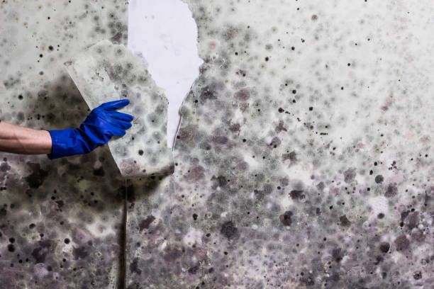 Best Mold Testing  in Colquitt, GA